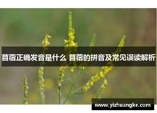 苜蓿正确发音是什么 苜蓿的拼音及常见误读解析